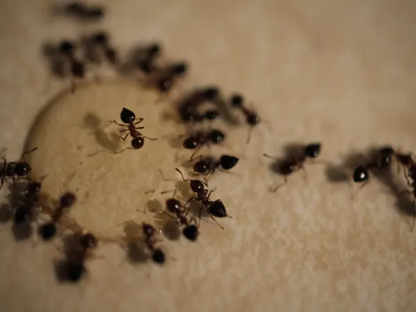 Pavement ants on a kitchen counter