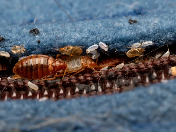 Bed bugs, eggs and shed skins in a mattress seam