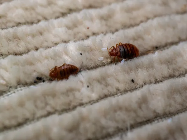 Bed bugs in mattress stitching