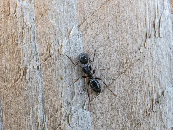 Black carpenter ant on a wooden post