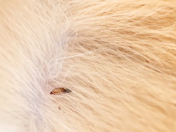 Flea in pet fur