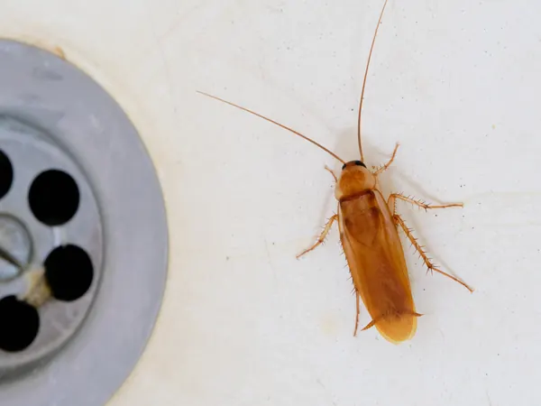 Cockroach in a sink