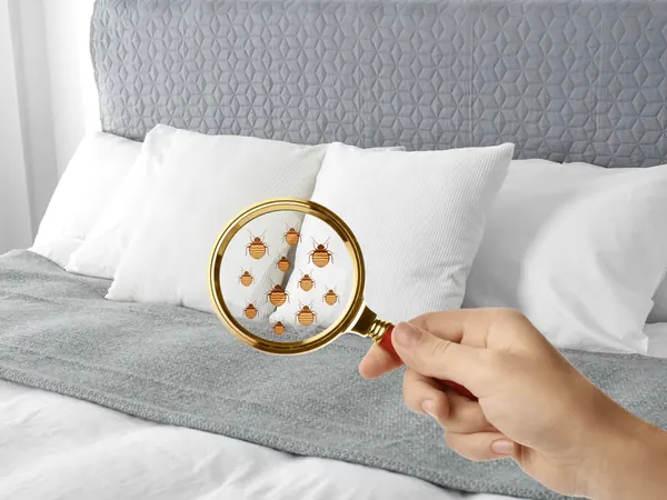 Person inspecting a bed with a magnifying glass