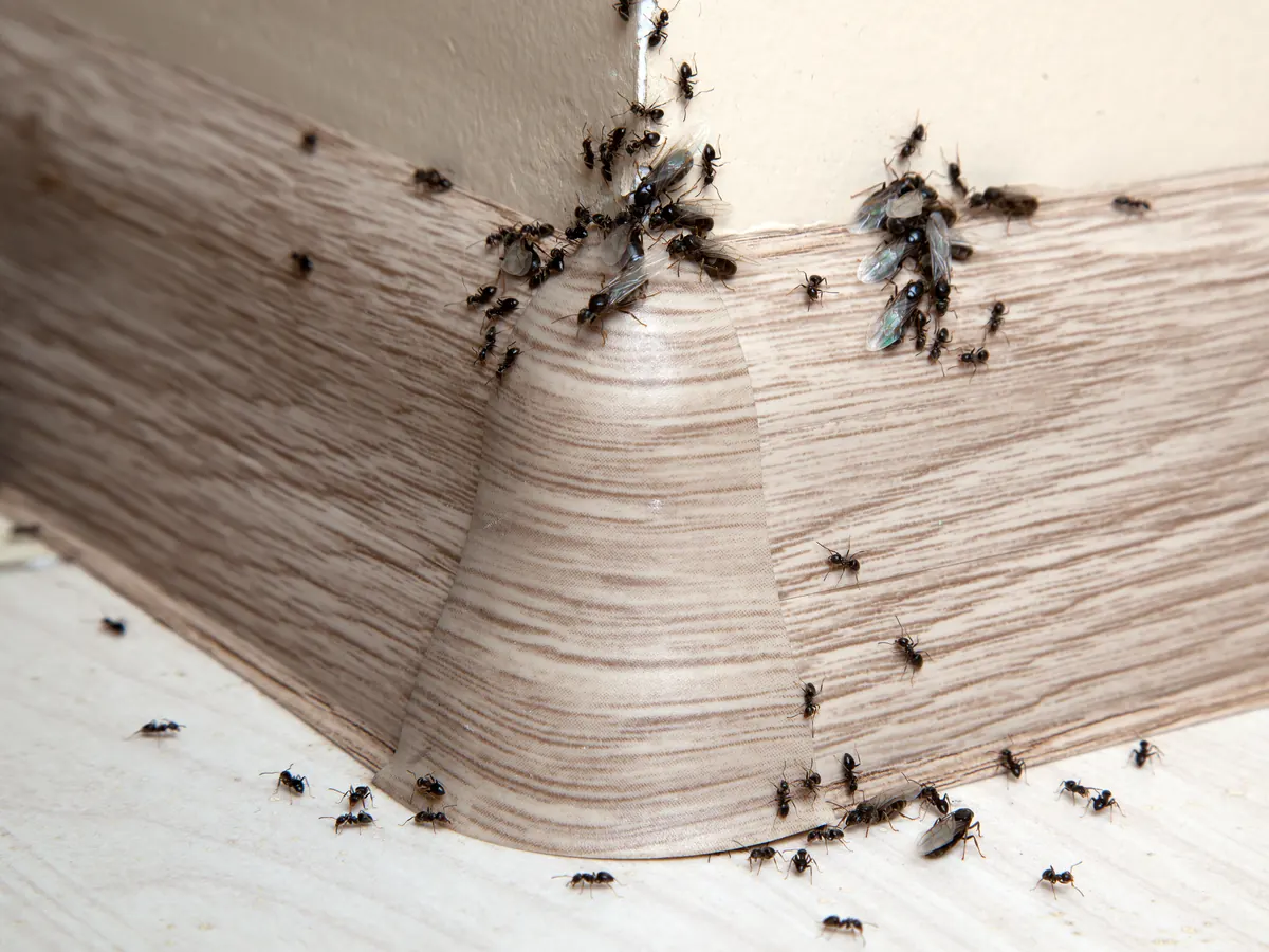 Ants trailing along a baseboard corner