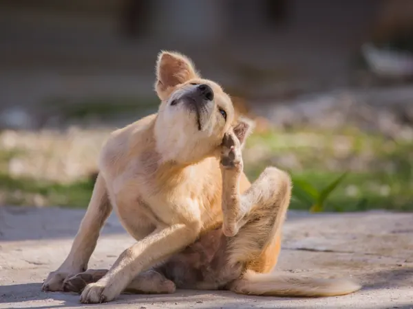 Dog scratching itself