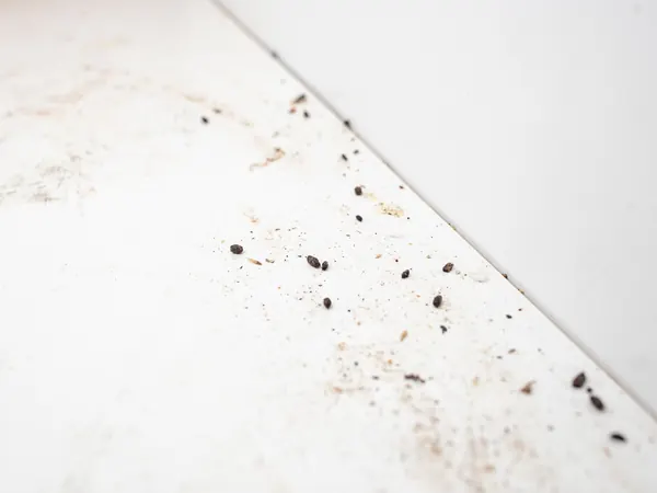 Mouse droppings inside a white kitchen cabinet
