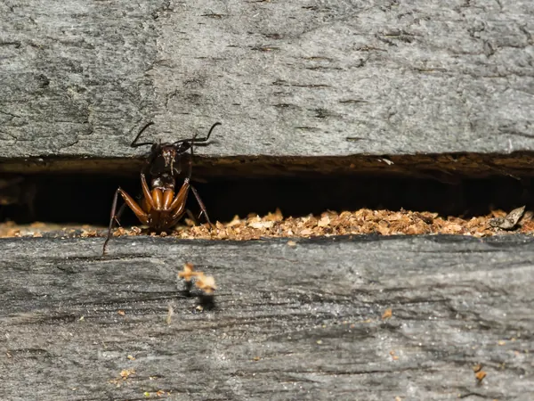 Carpenter ant pushing sawdust out of its gallery