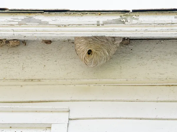 Paper wasp nest under the eave of a house