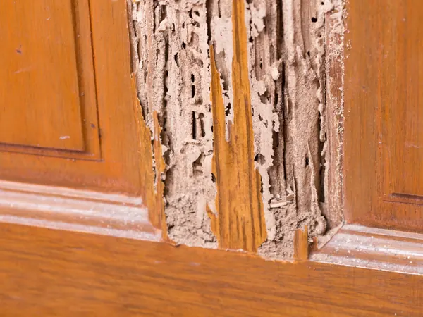 Door frame with termite damage under the paint
