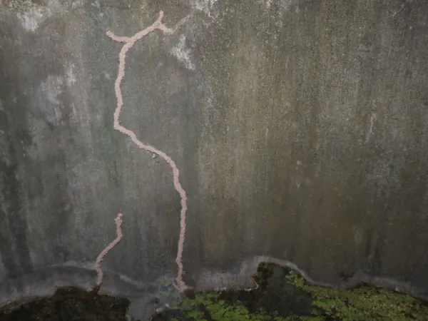 Termite mud tube running up a concrete wall