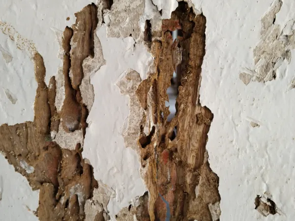 Peeling paint over termite-damaged wood