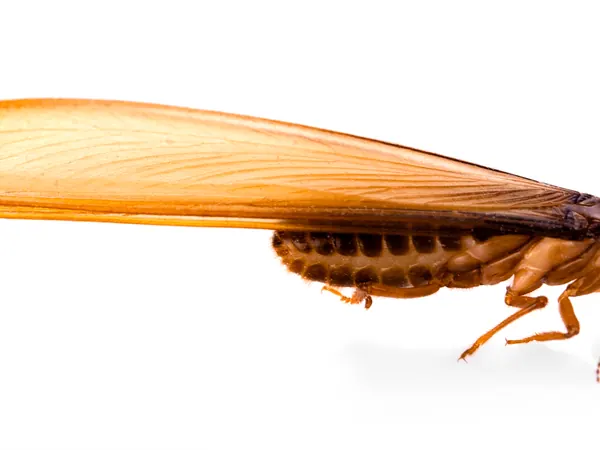 Winged termite swarmer on a white background