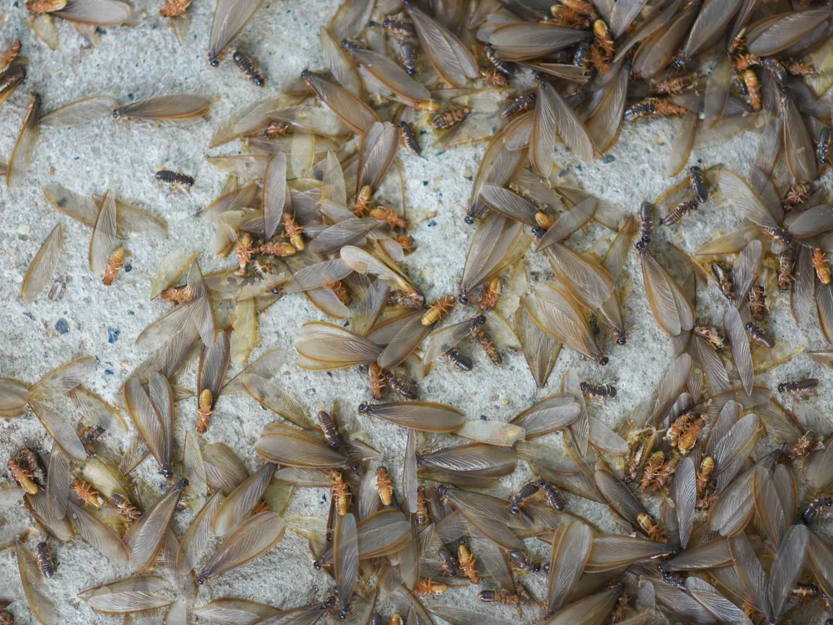 Pile of shed termite swarmer wings on the ground