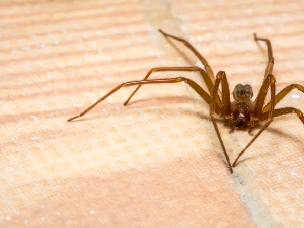 Brown recluse spider