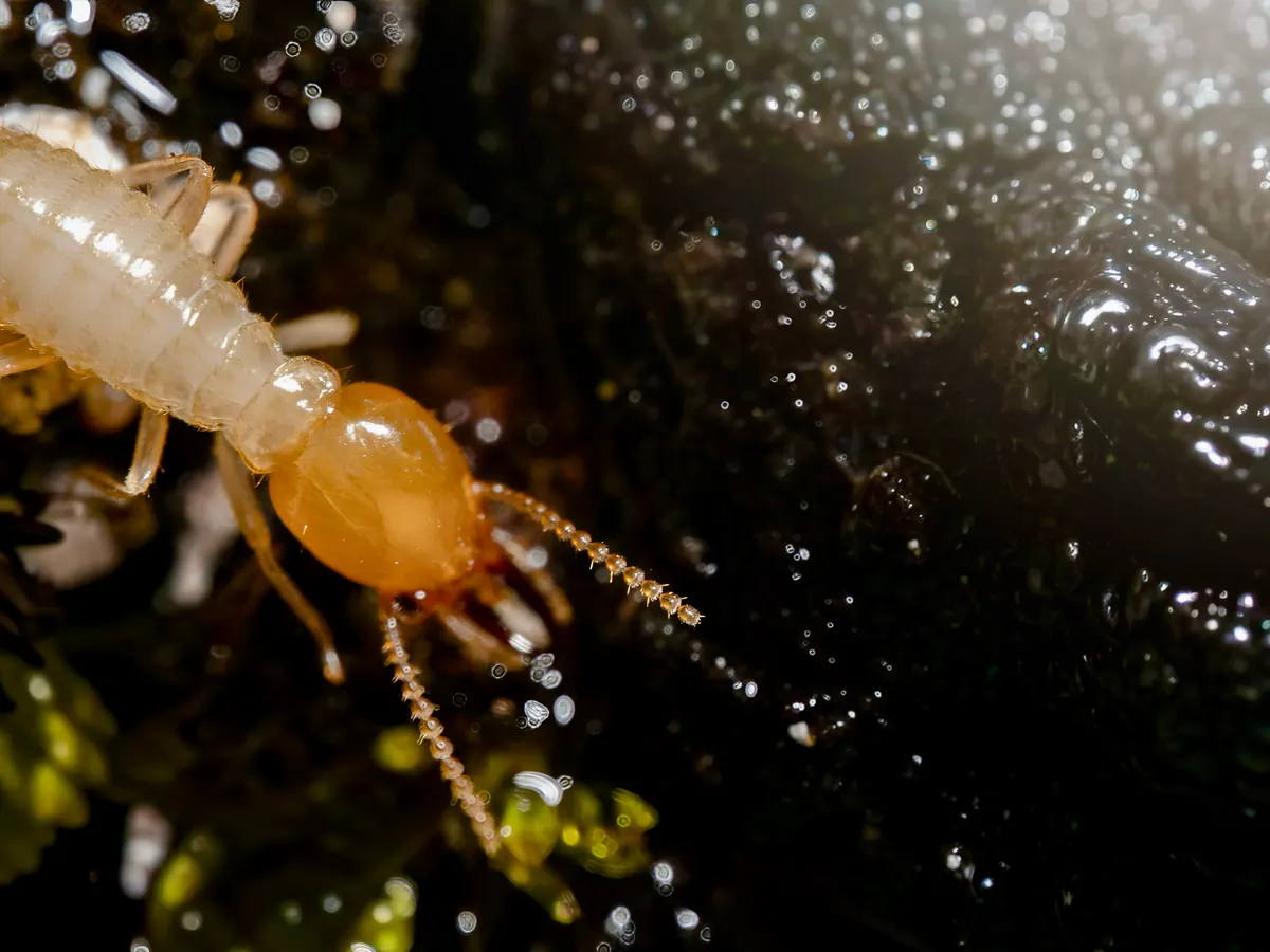 Close-up of a termite worker